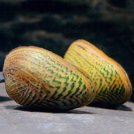 SCABIES-CRISPATA-ozdobna-malza-slodkowodna_q1x9-3d.jpg