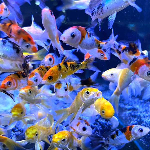 f85eb5ad-cc49-4f91-8079-806ed61ff94b1