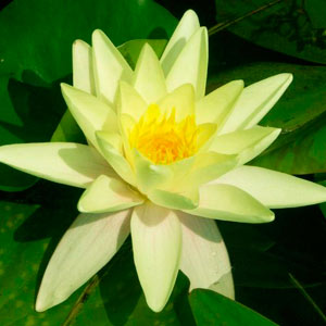 D  ExportImages Marliacea-Chromatella.