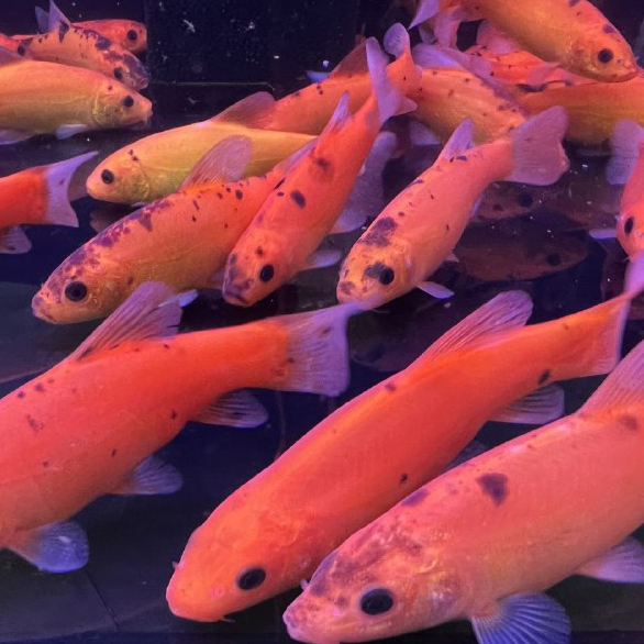 Линь золотой (Tinca aurea) M
