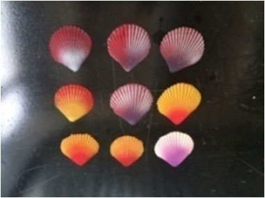 Раковина Сердцевидка искусственная