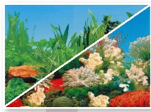 Фон двухсторонний White Coral / Loving Picture CL-C041599, 100см