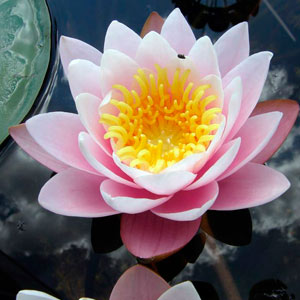 Водяная лилия (Нимфея)-Nymphaea Marliacea Carnea (розовый цветок) в горшочке 3 л