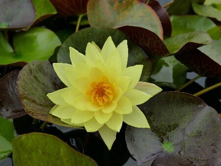 D  ExportImages 3411918552.