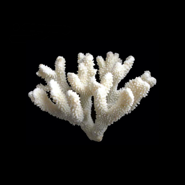 Коралл натуральный пальчиковый, 25-45см, кг