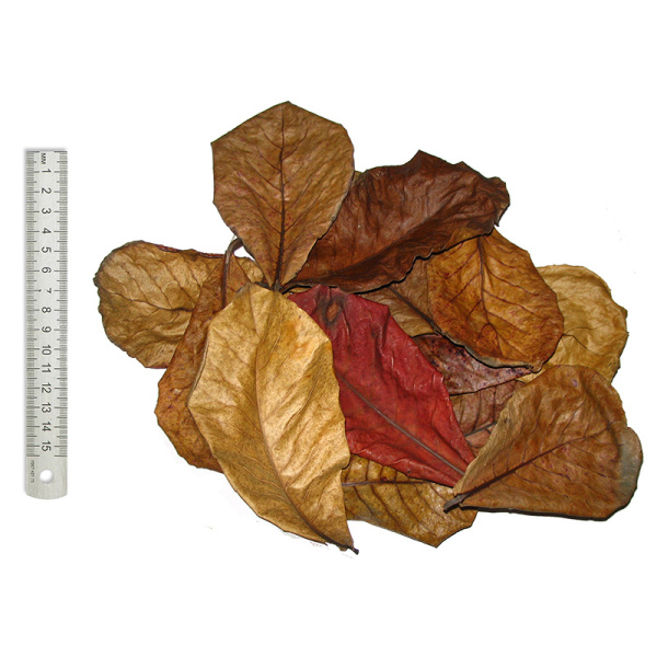 Препарат для борьбы с водорослями Fixalgine, 200 мл