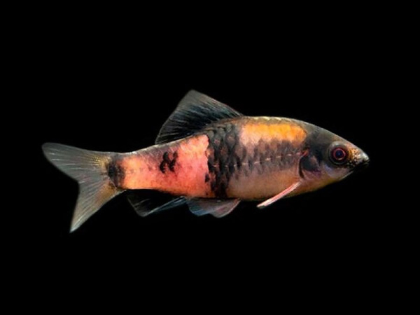 D  ExportImages Melon-Barb.