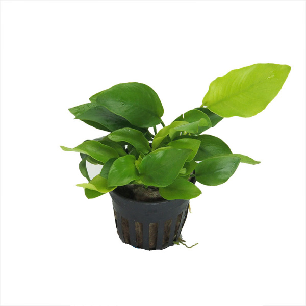 Анубиас нана "Голден" (Anubias nana var  'Golden') в горшочке