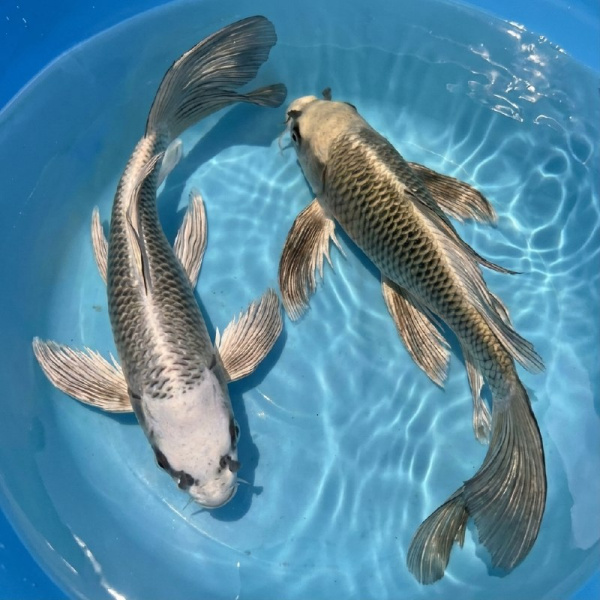 a836a4ab-3ced-43e4-b4b5-ae82b53c2659