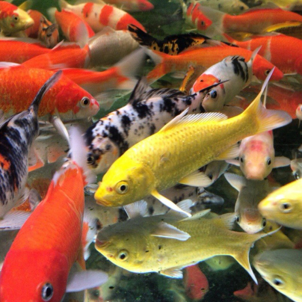 Карп кои в ассортименте (Cyprinus carpio) M 