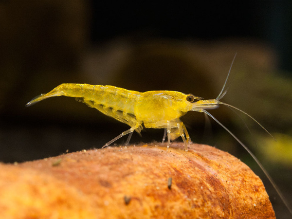 D  ExportImages yellow-fire-shrimpSq3aBkeYQZwed.