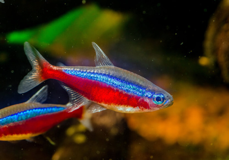 D  ExportImages Paracheirodon-axelrodi.