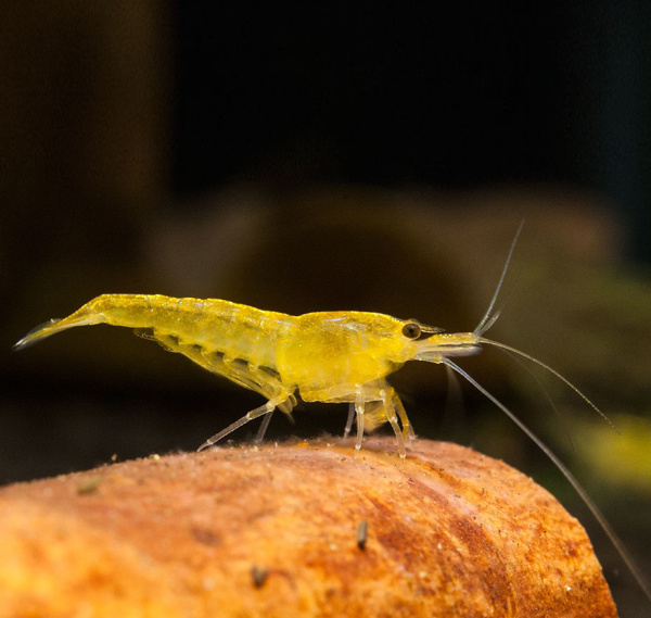 D  ExportImages yellow-fire-shrimpSq3aBkeYQZwed.