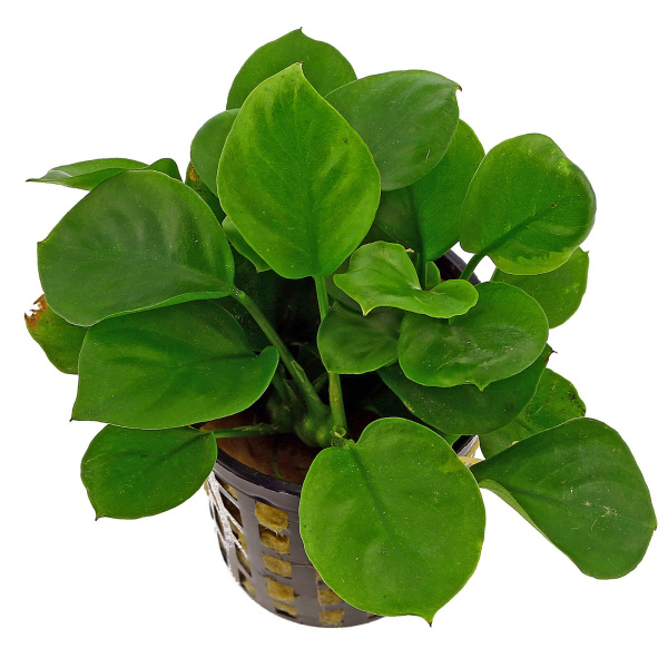 D  ExportImages anubias-barteri-var-nana-round-leaf-coin.