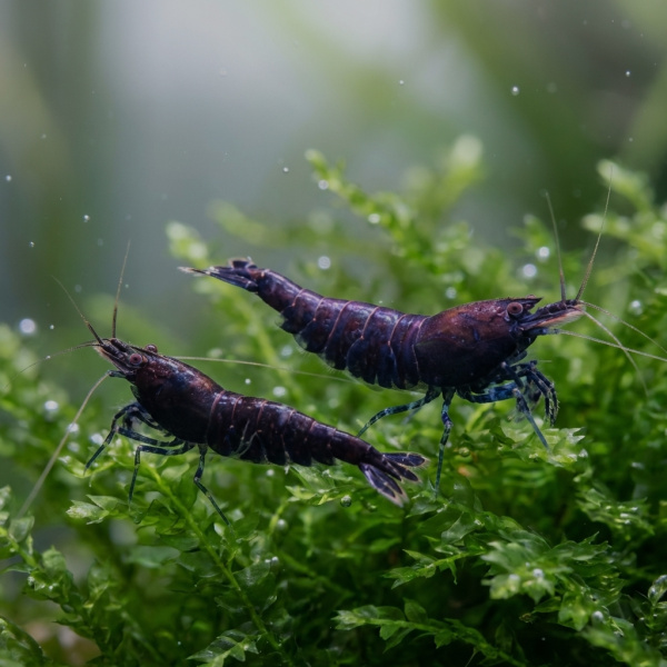 Креветка черная (Neocaridina heteropoda var. Black)