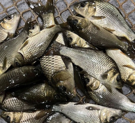 Карп L (Cyprinus carpio)