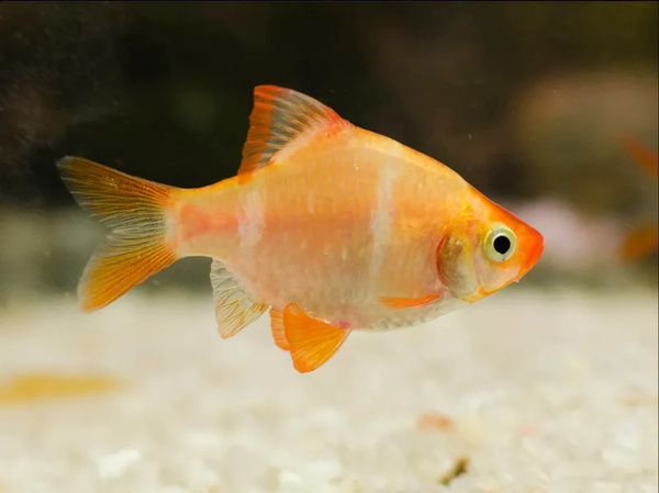 Барбус суматранский золотой (Systomus tetrazona var. golg) M (3-3.5 см)