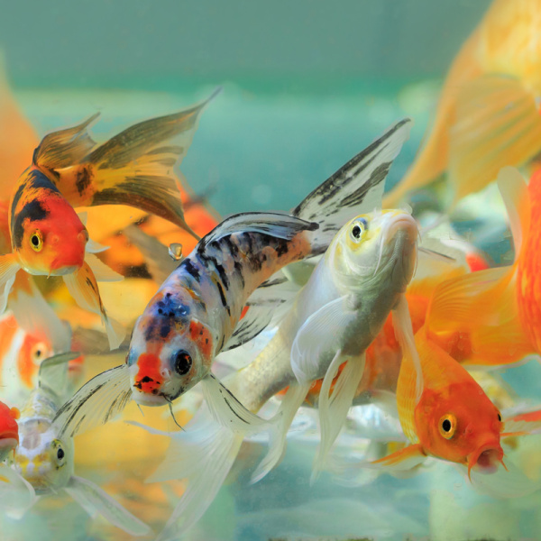 D  ExportImages 2N6B2616-1.