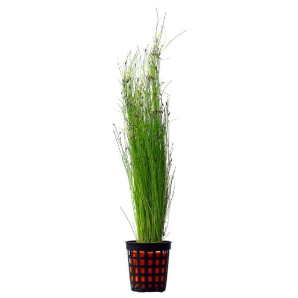 Элеохарис живородящий (Eleocharis vivipara) в горшочке