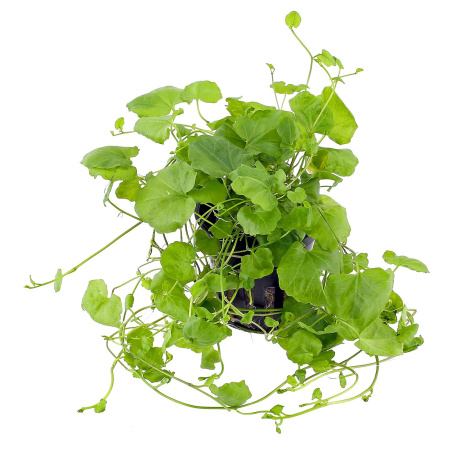 Кардамин (Cardamine lyrata) в горшочке