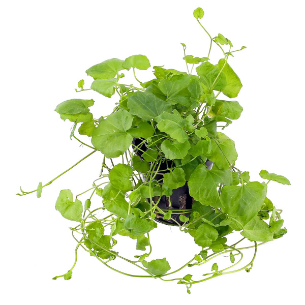 Кардамин (Cardamine lyrata) в горшочке